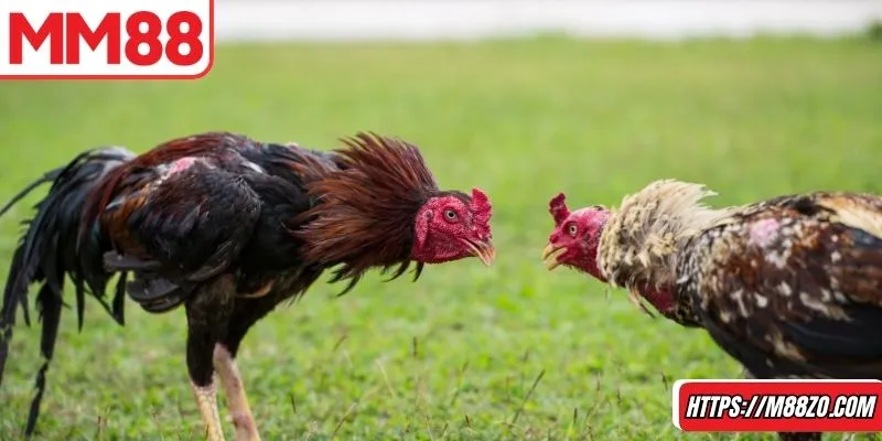 Vận dụng linh hoạt chiến thuật khi tham gia