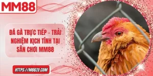 Đá gà trực tiếp – Trải nghiệm kịch tính tại sân chơi MM88